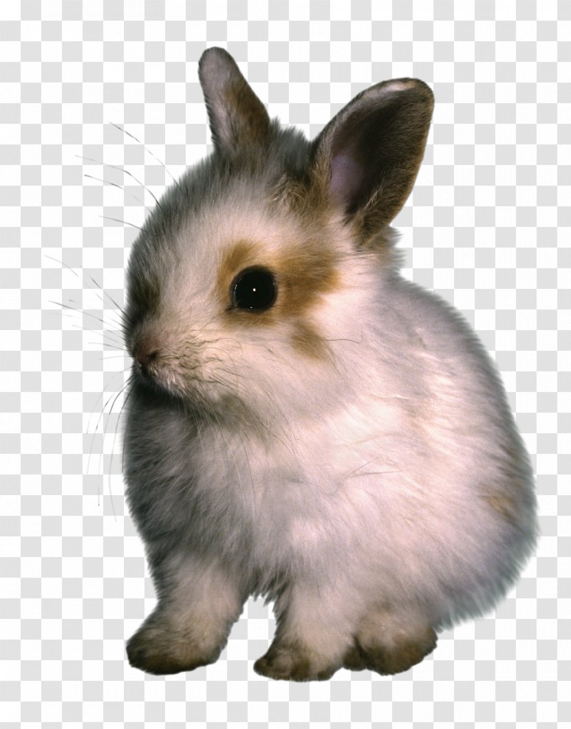 Domestic Rabbit Hare - Drawing - Scatters The Transparent PNG