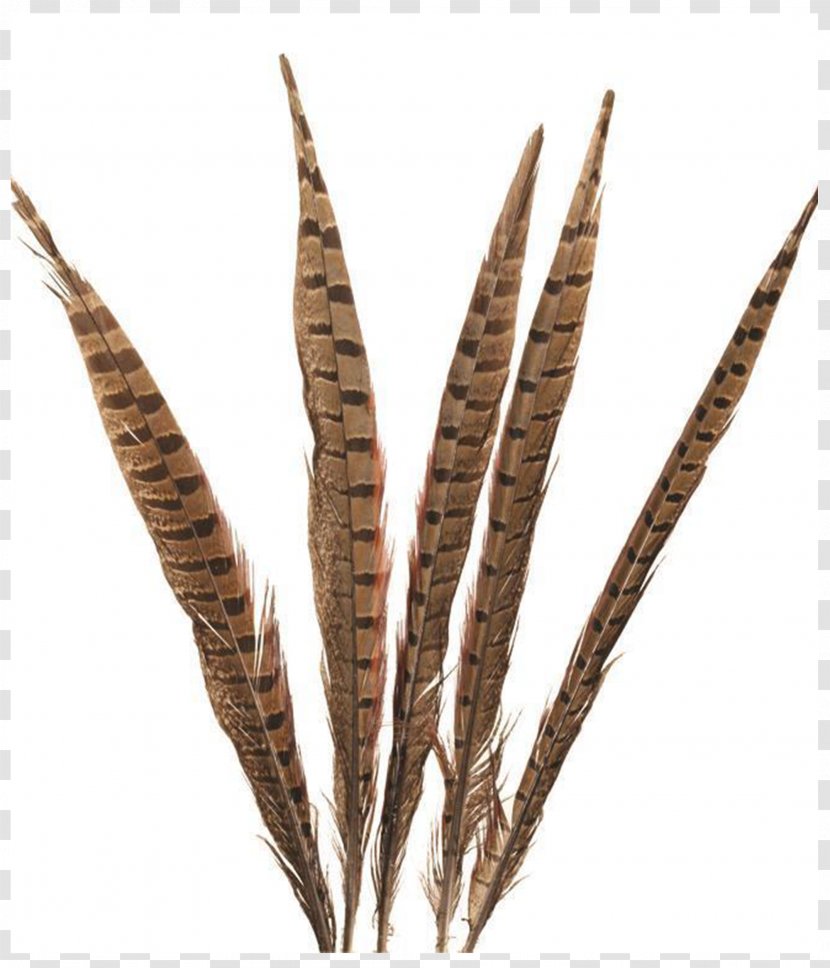 Feather Lady Amherst's Pheasant Bird Tail - Craft Transparent PNG