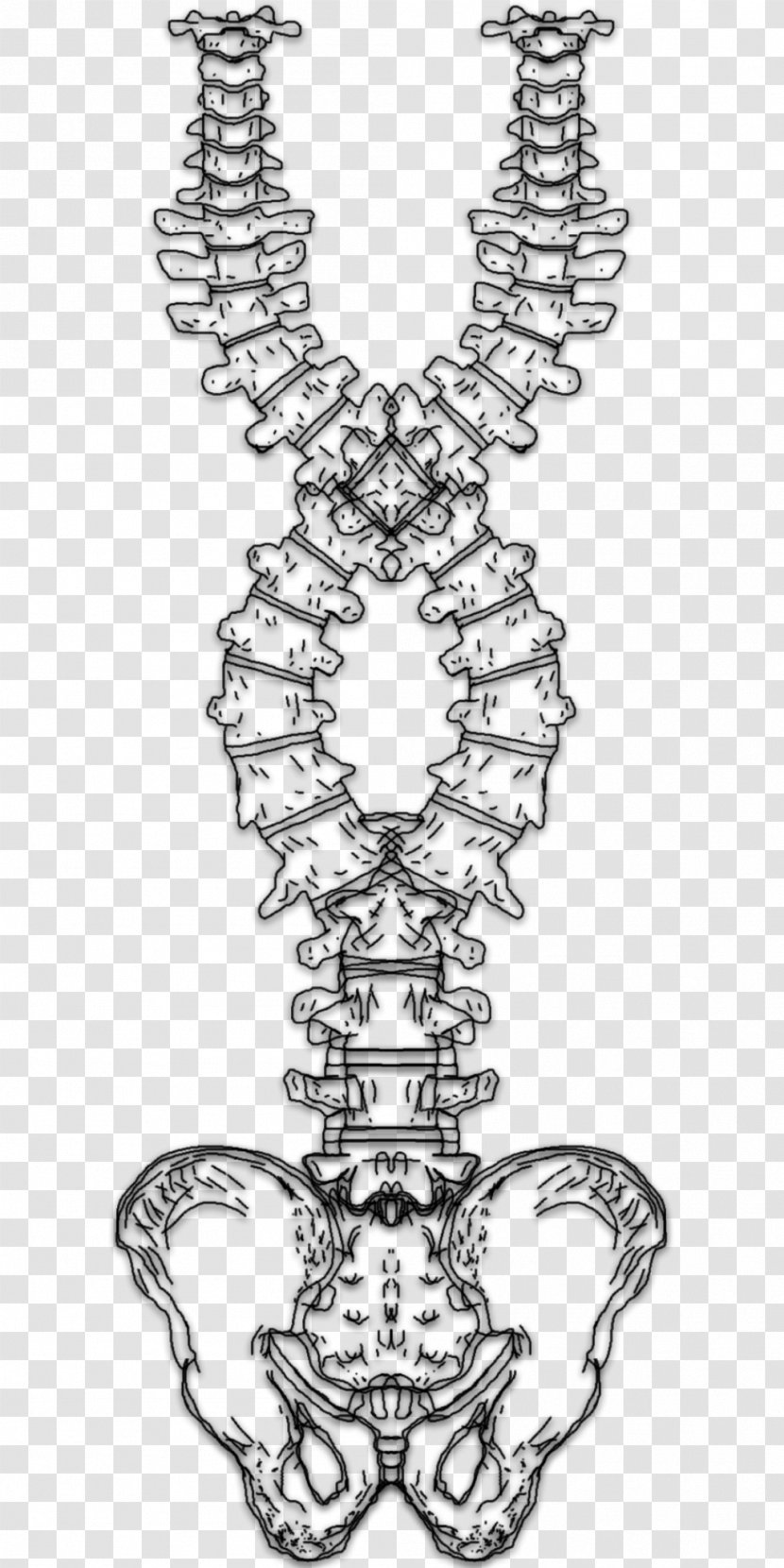 Visual Arts Line Art Pattern Illustration - Spine Columna Vertebral Transparent PNG