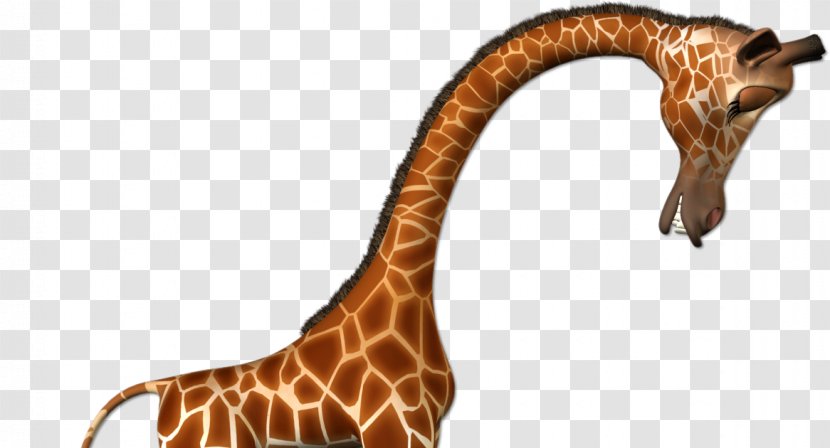Giraffe Felidae Animal Clip Art - Organism Transparent PNG