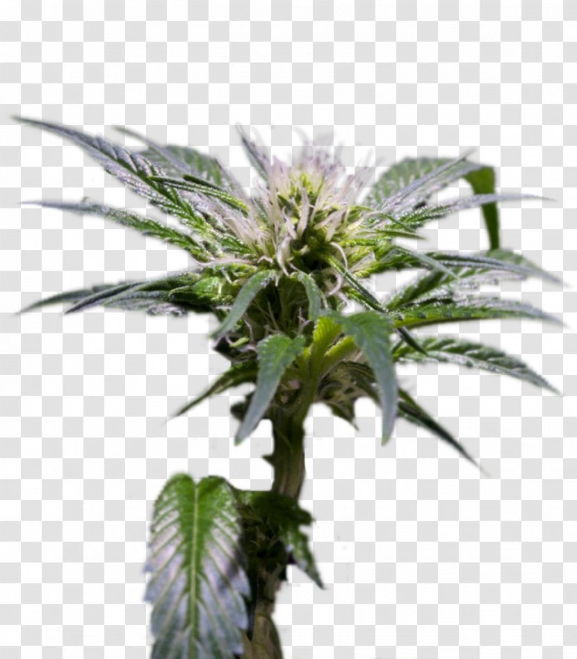 Hemp Feminized Cannabis Seed Cultivar Cash On Delivery - Discounts And Allowances Transparent PNG