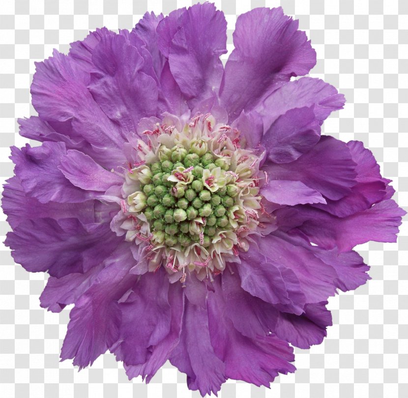 Violet Flower Purple Adobe Photoshop - Lilac Transparent PNG