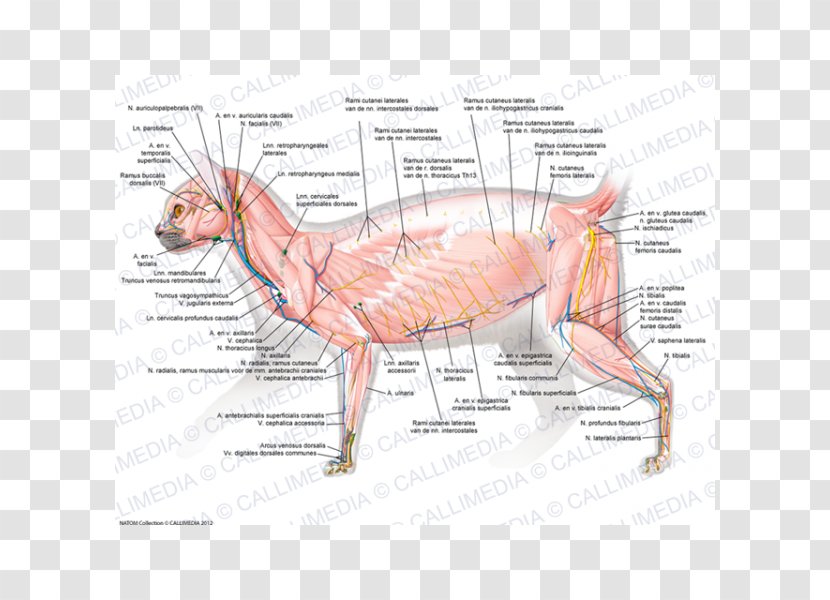 Muscle Cat Human Body Carnivora Muscular System - Frame Transparent PNG