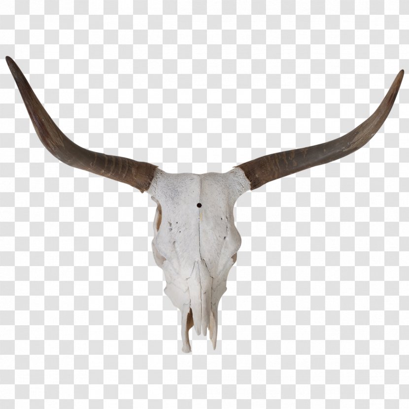 Texas Longhorn Bull Skull Bone - Animal Transparent PNG