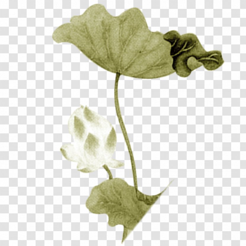 Download Green - Flowering Plant - Lotus Transparent PNG