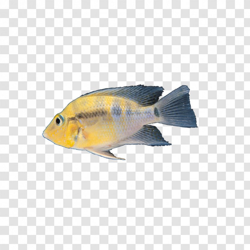 Fish Download Clip Art - Organism - Insects, Transparent PNG