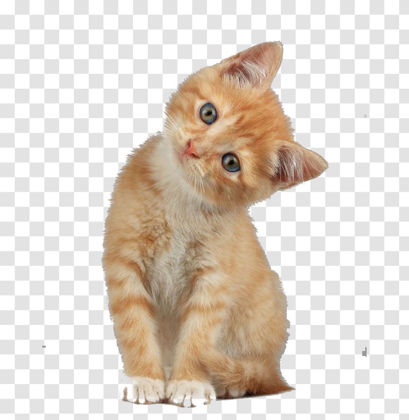 Scottish Fold Munchkin Cat Kitten Dog - Domestic Short Haired - Creative Cute Head Tilt Transparent PNG