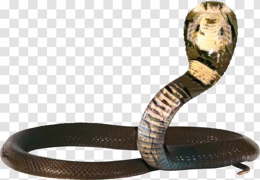 Snakes King Cobra Image - Scaled Reptile Transparent PNG