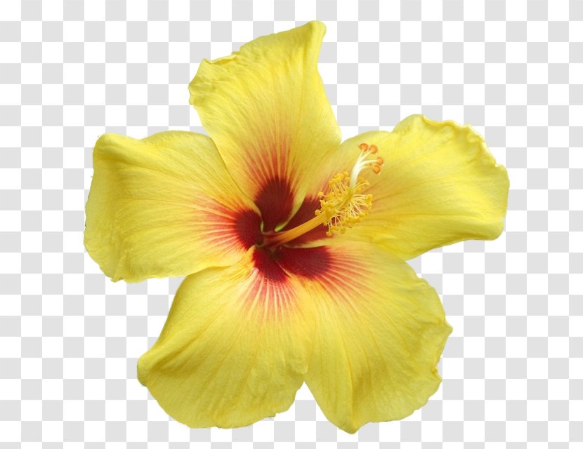 Yellow Flower Petal Clip Art Transparent PNG
