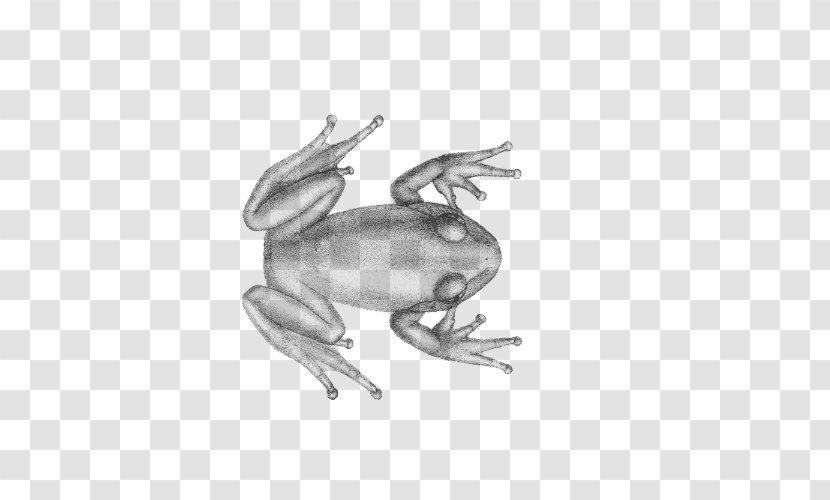 Frog Toad - Organism Transparent PNG
