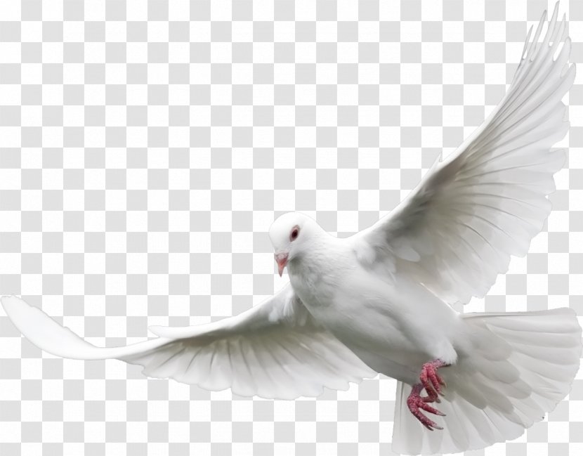 Columbidae Bird Domestic Pigeon Clip Art - Mourning Dove Transparent PNG