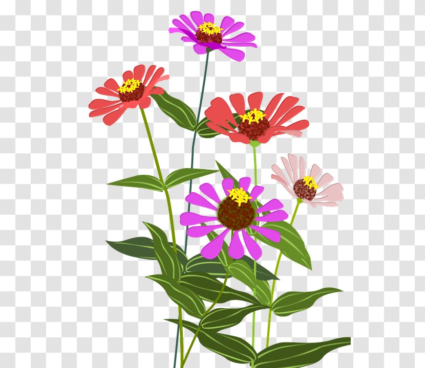 Garden Cosmos Zinnia Cut Flowers Color - Plant Stem - Flower Transparent PNG