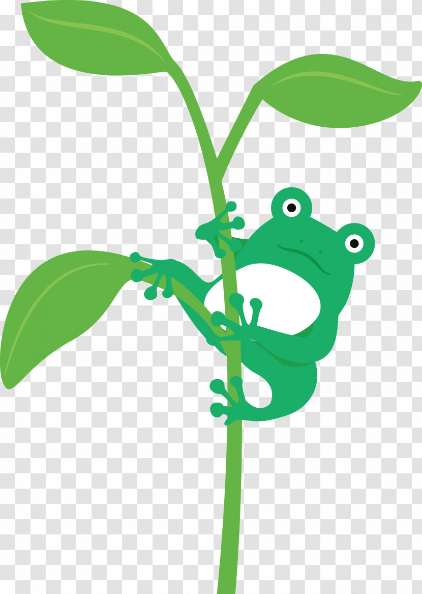 Frogs Leaf Tree Frog Plant Stem Meter Transparent PNG