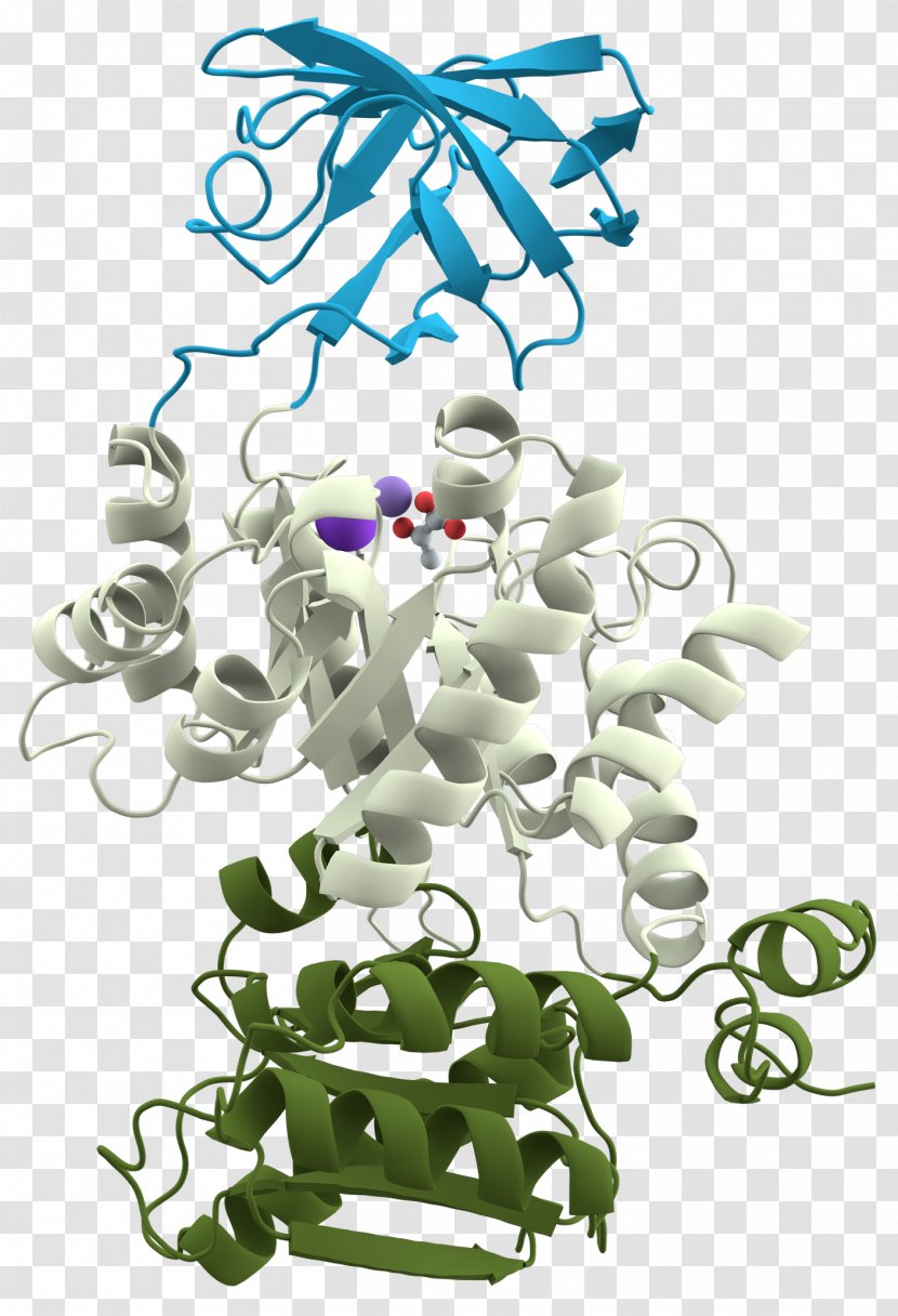 Protein Domain Structure Pyruvate Kinase Tertiary - Flower - Globular Transparent PNG