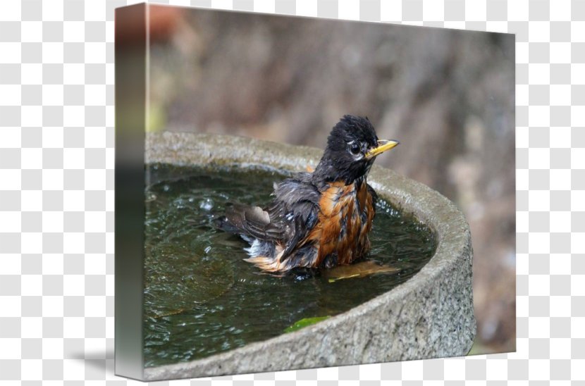 Duck Fauna Beak - Water Bird - Bath Transparent PNG