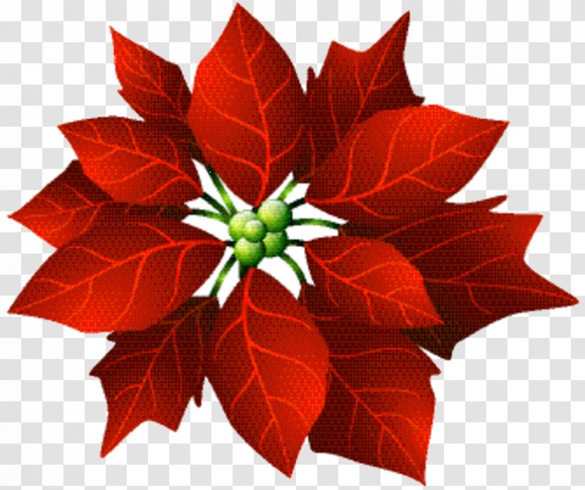 Christmas Poinsettia - Day - Holly Flowering Plant Transparent PNG