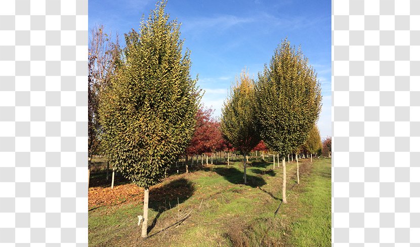 Evergreen Shade Tree Conifers Nursery - Lawn - Deciduous Specimens Transparent PNG