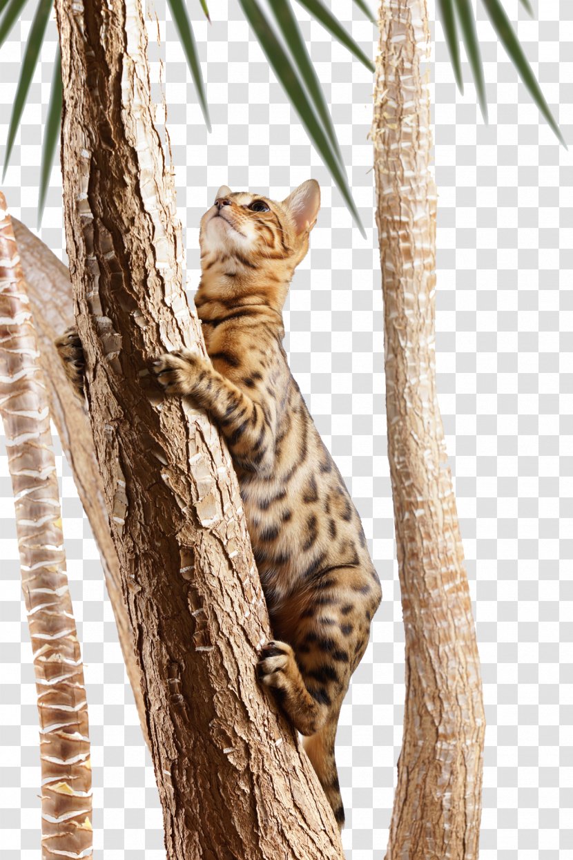 Bengal Cat Turkish Angora Kitten Tree Climbing - Royaltyfree Transparent PNG
