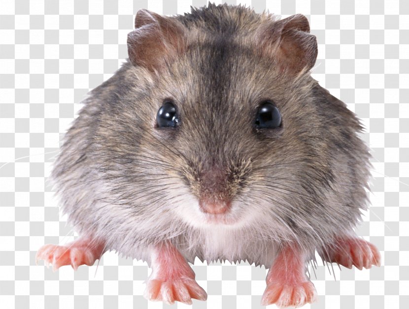 Rat Mouse Rodent - Gerbil - Mouse, Image Transparent PNG