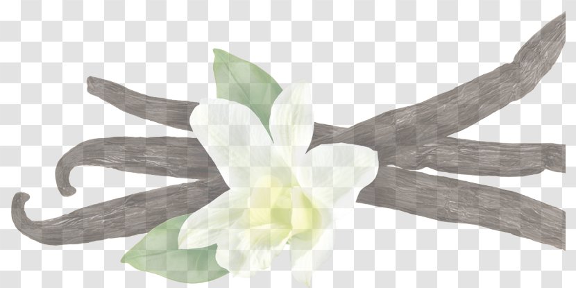 White Flower Plant Petal Dendrobium - Amaryllis Family - Belladonna Transparent PNG