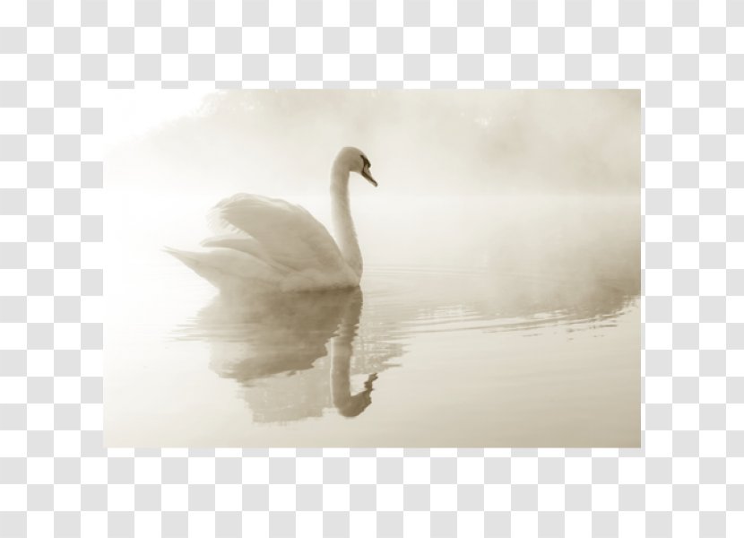 Mute Swan Poster Duck Canvas Print Transparent PNG