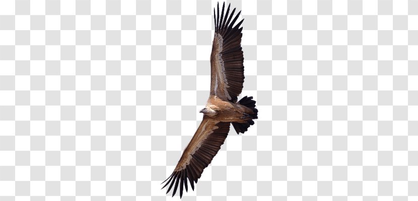 Turkey Vulture Egyptian Griffon Clip Art - Bird - Eagle Transparent PNG