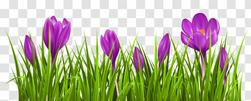 Crocus Chrysanthus Vernus Clip Art - Green - Transparent Grass Clipart Picture Transparent PNG