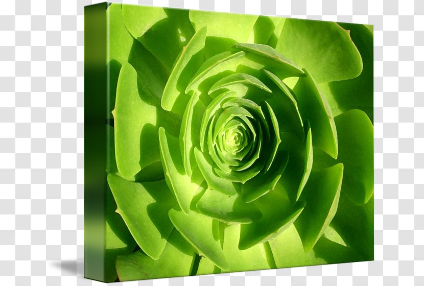 Flower Petal Gallery Wrap Canvas Plant - Green - Succulent Border Transparent PNG