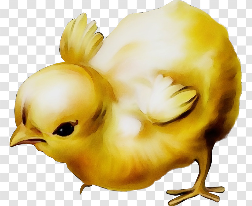 Yellow Chicken Bird Beak Transparent PNG
