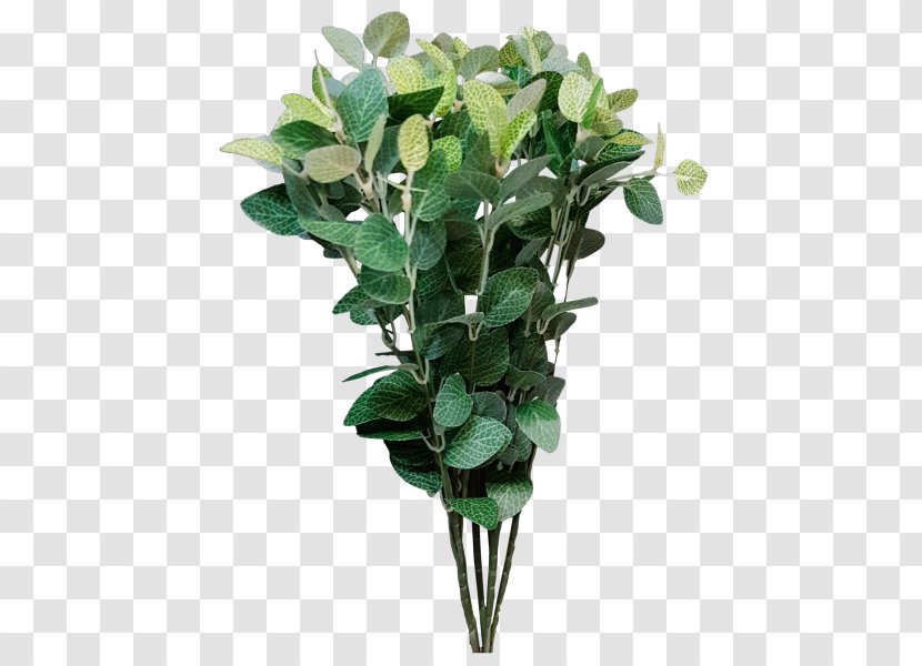 Ruscus Flower Plant Green Arum-lily - Tree Transparent PNG