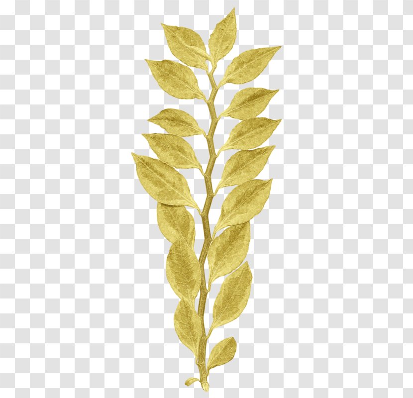 Leaf Plant Flower Yellow Tree - Stem Twig Transparent PNG