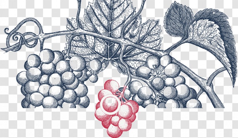 Grapevines Drawing /m/02csf - Frame - Grape Transparent PNG