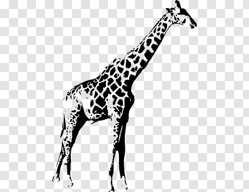 Giraffe Clip Art - Monochrome - Beetle Transparent PNG