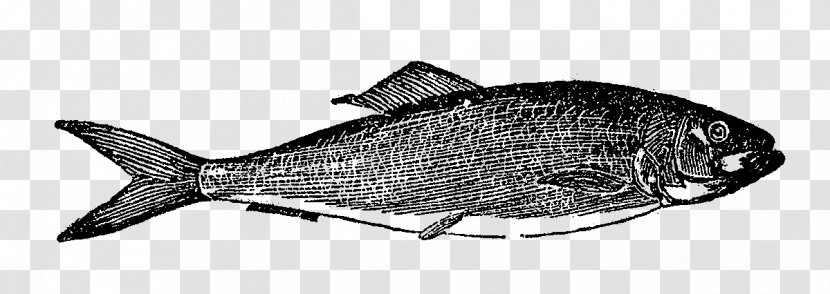 Milkfish Digital Stamp Fishing Northern Red Snapper - Sardine - Fish Illustration Transparent PNG