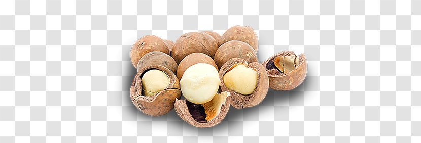 Walnut Macadamia Nut Hazelnut Nuts - Superfood Transparent PNG