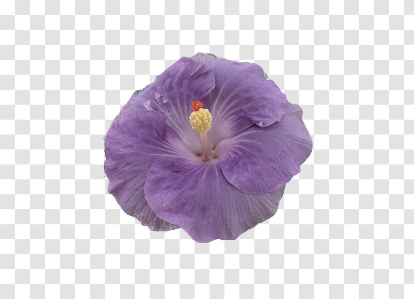 Rosemallows Violet Herbaceous Plant Plants Violaceae Transparent PNG