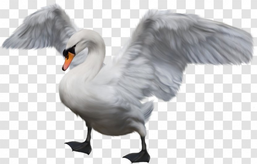 Cygnini Bird Duck Goose - Wildlife - Swan Transparent PNG