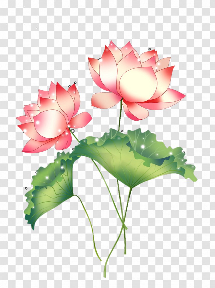 Download Wallpaper - Rose - Beautiful Lotus Picture Material Transparent PNG