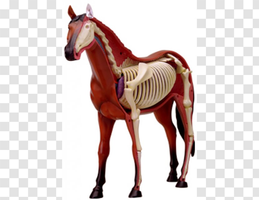 Skeletal System Of The Horse Equine Anatomy Anatomía Del Caballo - Harness Transparent PNG