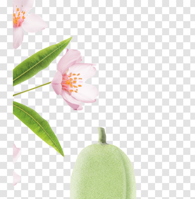 Almond Milk Hair Capelli - Flowering Plant Transparent PNG