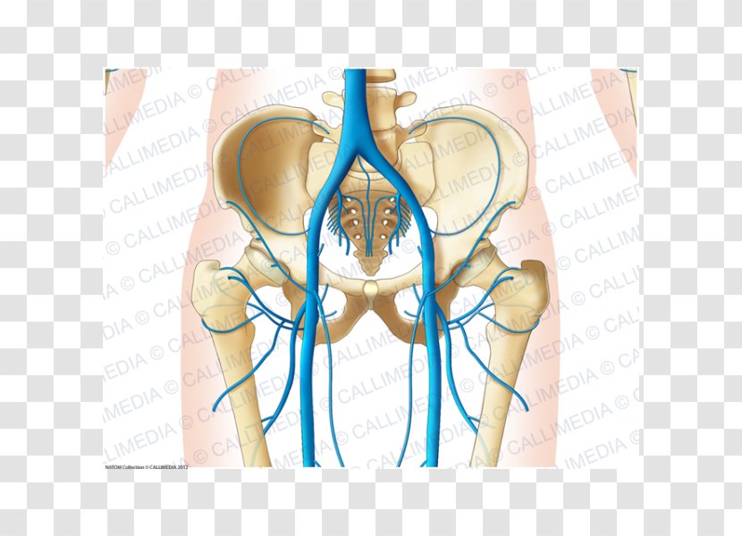 Shoulder Pelvis Abdomen Vein Hip - Flower - Silhouette Transparent PNG