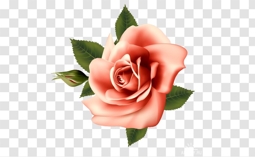 Garden Roses Centifolia Floribunda Vintage Roses: Beautiful Varieties For Home And Flower - Rose Transparent PNG