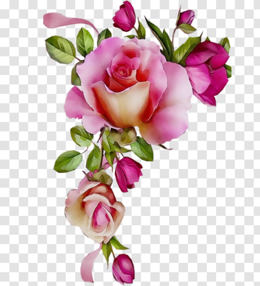 Garden Roses - Cut Flowers - Rose Family Plant Transparent PNG