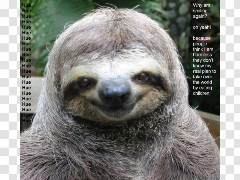 Sloth Cat Dog Pet Puppy - Zootopia Transparent PNG
