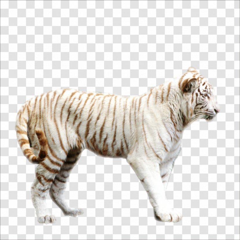 Leopard Lion Bengal Tiger South China - Organism Transparent PNG