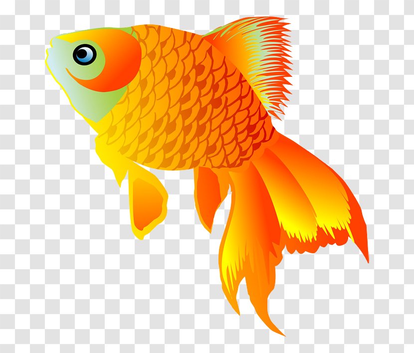 Image Goldfish Drawing Animation - Tail - Vector Transparent PNG