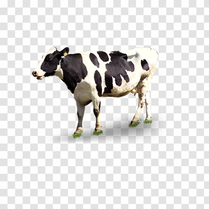 Dairy Cattle Automatic Milking - Cow Transparent PNG