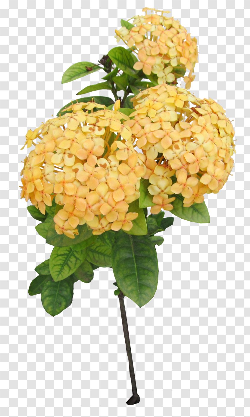 Cut Flowers Floral Design Hydrangea - Yellow - Tem Transparent PNG