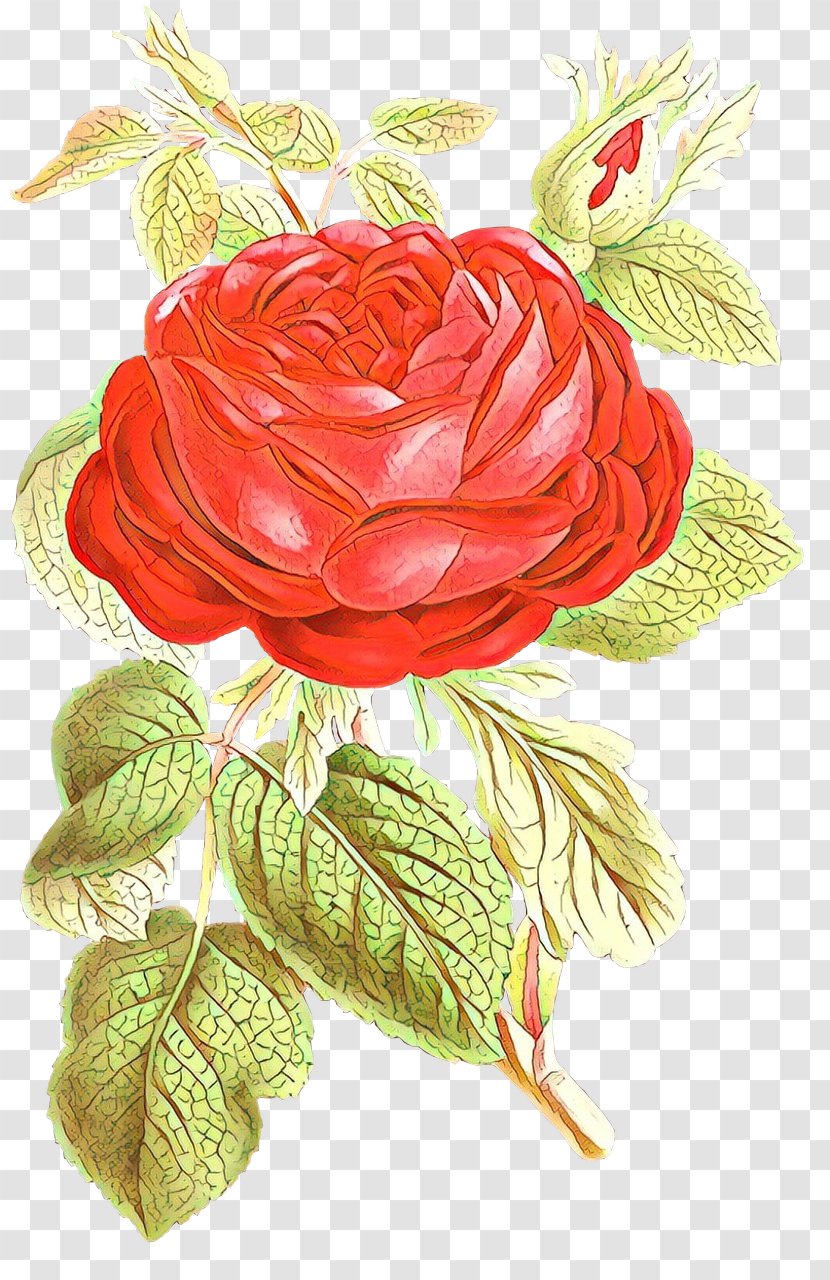 Wedding Flower Background - Petal - Rosa Gallica Common Peony Transparent PNG