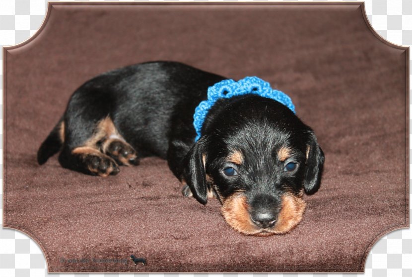 Black And Tan Coonhound Dog Breed Dachshund Polish Hunting Austrian Hound - Like Mammal - Puppy Transparent PNG